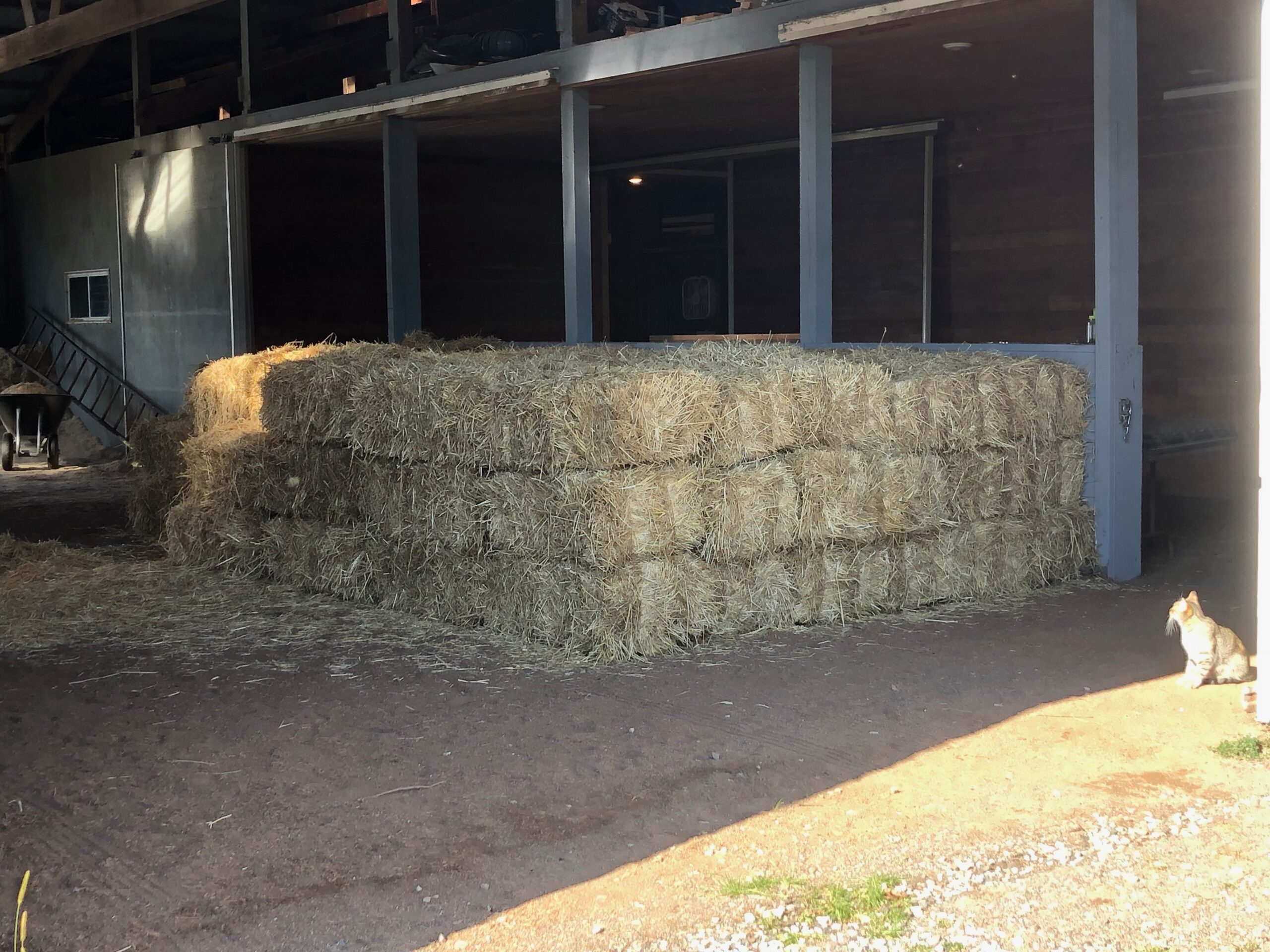 hay with a cat nearby