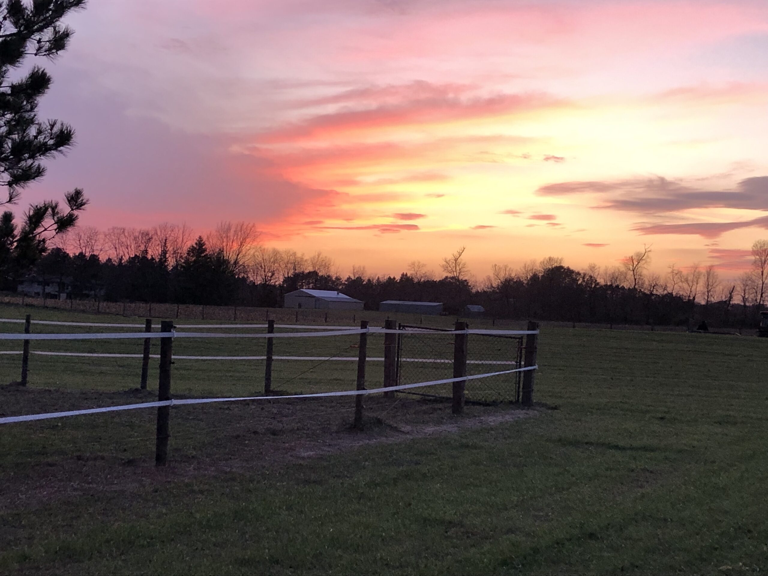 horse field in sunset