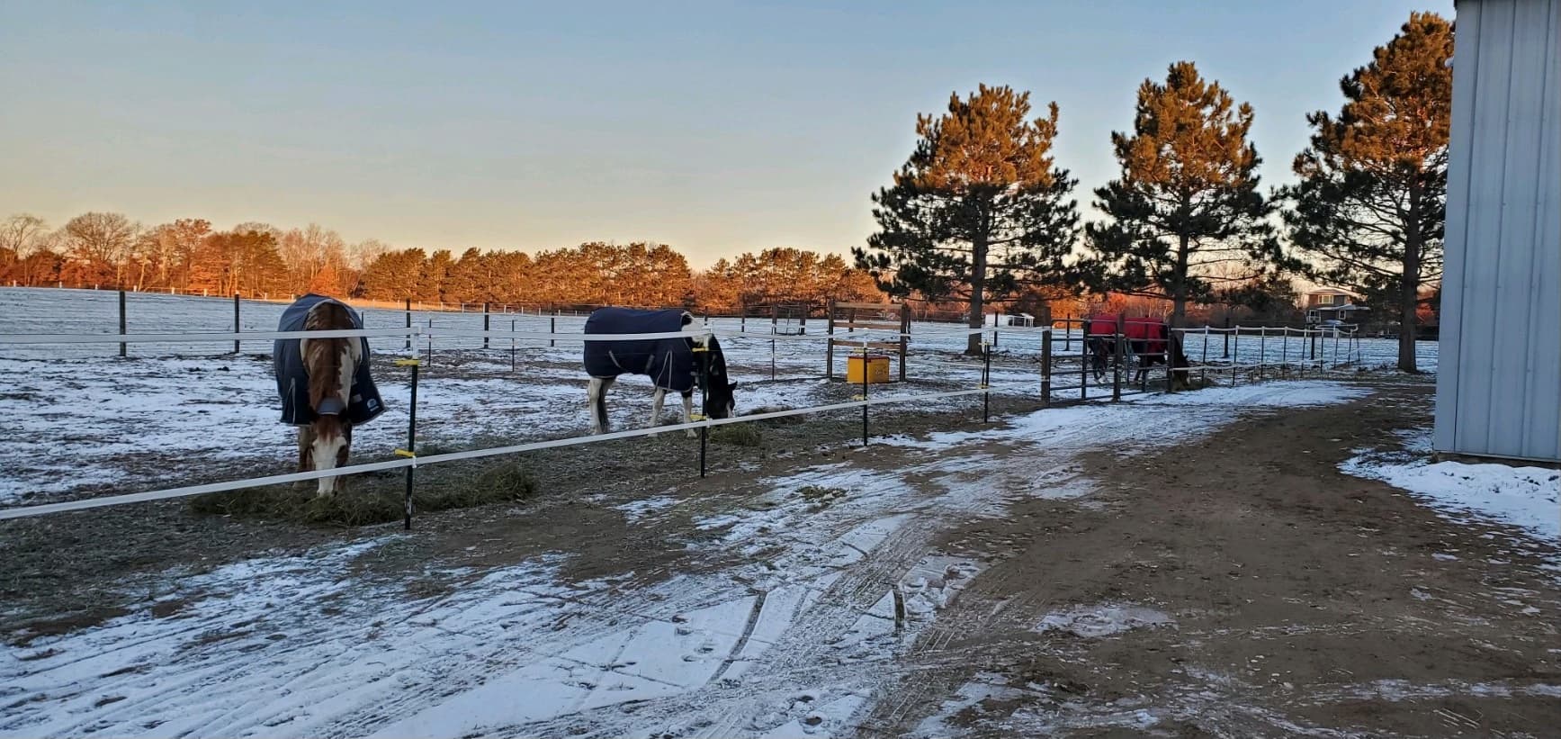 horse field in the winter