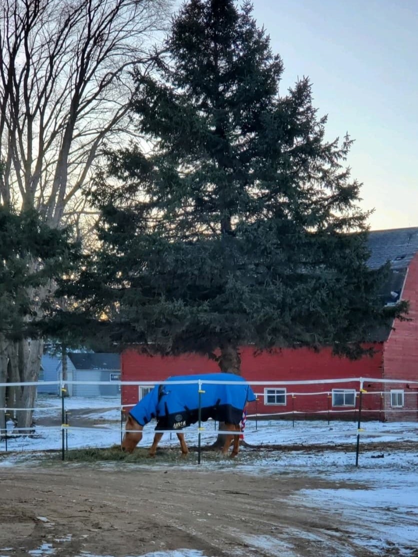 horse wearing blue fleece rug