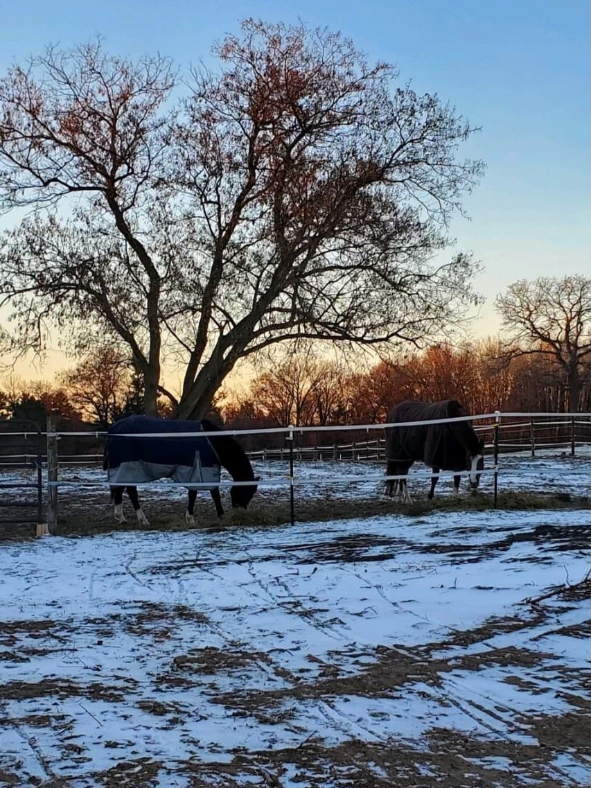 two horses outside the field